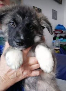 Hope a grey Romanian rescue dog | 1 Dog at a Time Rescue UK
