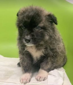 Hope a grey Romanian rescue dog | 1 Dog at a Time Rescue UK