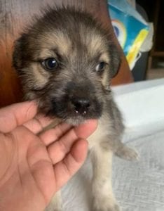 Inka a faun coloured Romanian rescue dog | 1 Dog at a Time Rescue UK