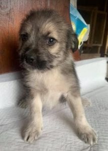 Inka a faun coloured Romanian rescue dog | 1 Dog at a Time Rescue UK