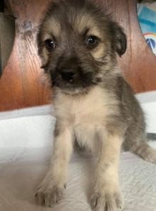 Inka a faun coloured Romanian rescue dog | 1 Dog at a Time Rescue UK