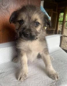 Inka a faun coloured Romanian rescue dog | 1 Dog at a Time Rescue UK