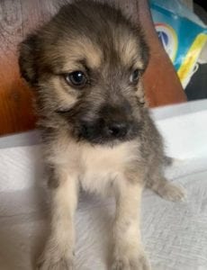 Inka a faun coloured Romanian rescue dog | 1 Dog at a Time Rescue UK