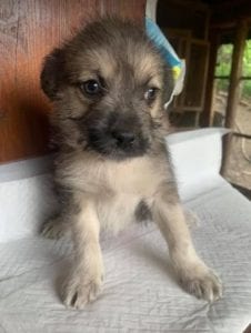 Inka a faun coloured Romanian rescue dog | 1 Dog at a Time Rescue UK