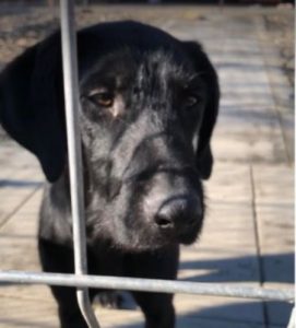 Isabella a black Romanian rescue dog | 1 Dog at a Time Rescue UK