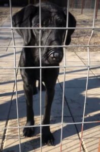 Isabella a black Romanian rescue dog | 1 Dog at a Time Rescue UK