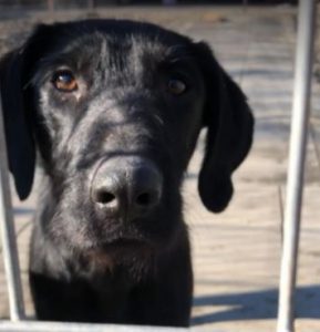 Isabella a black Romanian rescue dog | 1 Dog at a Time Rescue UK