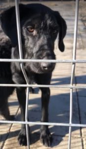 Isabella a black Romanian rescue dog | 1 Dog at a Time Rescue UK