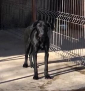 Isabella a black Romanian rescue dog | 1 Dog at a Time Rescue UK