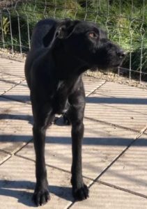 Isabella a black Romanian rescue dog | 1 Dog at a Time Rescue UK