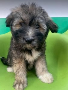 Janosh a brown and cream Romanian rescue dog | 1 Dog at a Time Rescue UK