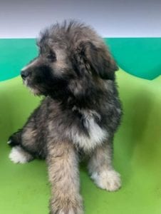 Janosh a brown and cream Romanian rescue dog | 1 Dog at a Time Rescue UK