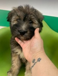 Janosh a brown and cream Romanian rescue dog | 1 Dog at a Time Rescue UK