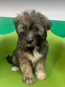 Janosh a brown and cream Romanian rescue dog | 1 Dog at a Time Rescue UK