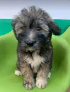 Janosh a brown and cream Romanian rescue dog | 1 Dog at a Time Rescue UK