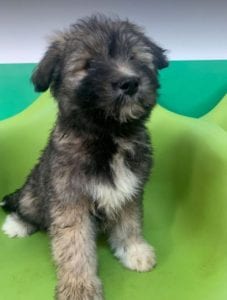 Janosh a brown and cream Romanian rescue dog | 1 Dog at a Time Rescue UK