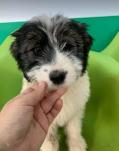 Jonte a grey and white Romanian rescue dog | 1 Dog at a Time Rescue UK