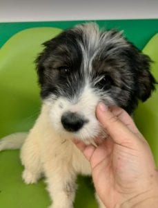 Jonte a grey and white Romanian rescue dog | 1 Dog at a Time Rescue UK