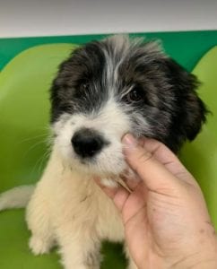 Jonte a grey and white Romanian rescue dog | 1 Dog at a Time Rescue UK