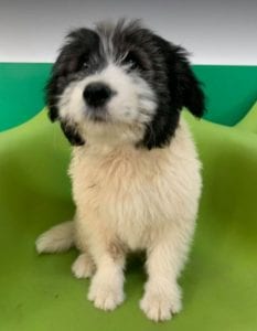 Jonte a grey and white Romanian rescue dog | 1 Dog at a Time Rescue UK