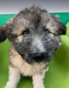 Jules a brindle coloured Romanian rescue dog | 1 Dog at a Time Rescue UK