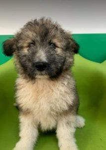 Jules a brindle coloured Romanian rescue dog | 1 Dog at a Time Rescue UK