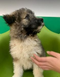 Jules a brindle coloured Romanian rescue dog | 1 Dog at a Time Rescue UK