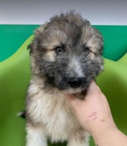 Jules a brindle coloured Romanian rescue dog | 1 Dog at a Time Rescue UK