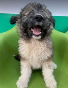 Jules a brindle coloured Romanian rescue dog | 1 Dog at a Time Rescue UK