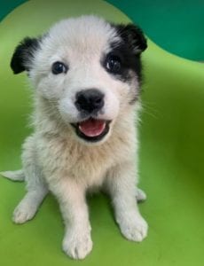 Lucy a black and white Romanian rescue dog | 1 Dog at a Time Rescue UK