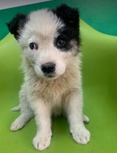 Lucy a black and white Romanian rescue dog | 1 Dog at a Time Rescue UK