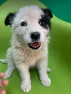 Lucy a black and white Romanian rescue dog | 1 Dog at a Time Rescue UK