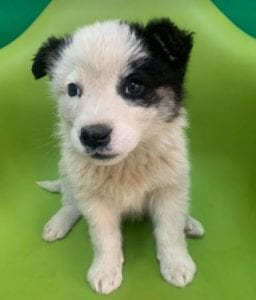 Lucy a black and white Romanian rescue dog | 1 Dog at a Time Rescue UK