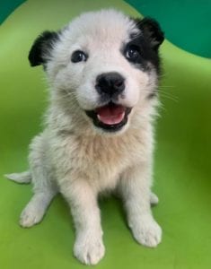 Lucy a black and white Romanian rescue dog | 1 Dog at a Time Rescue UK