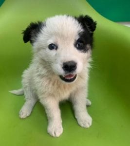 Lucy a black and white Romanian rescue dog | 1 Dog at a Time Rescue UK