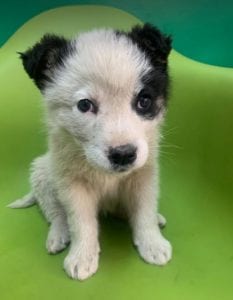 Lucy a black and white Romanian rescue dog | 1 Dog at a Time Rescue UK