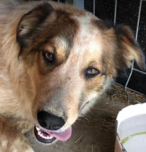 Marty a brown and white Romanian rescue dog | 1 Dog at a Time Rescue UK