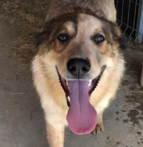 Marty a brown and white Romanian rescue dog | 1 Dog at a Time Rescue UK