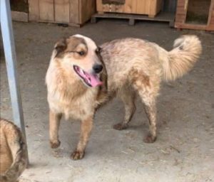 Marty a brown and white Romanian rescue dog | 1 Dog at a Time Rescue UK