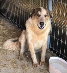 Marty a brown and white Romanian rescue dog | 1 Dog at a Time Rescue UK