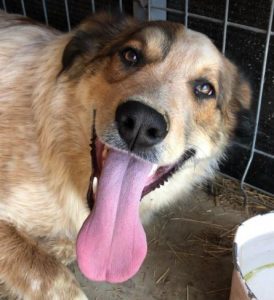 Marty a brown and white Romanian rescue dog | 1 Dog at a Time Rescue UK