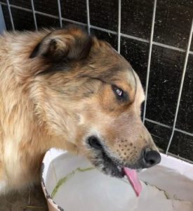 Marty a brown and white Romanian rescue dog | 1 Dog at a Time Rescue UK