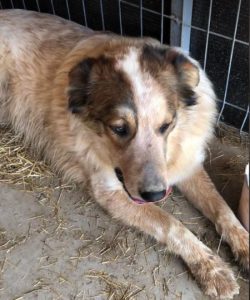 Marty a brown and white Romanian rescue dog | 1 Dog at a Time Rescue UK