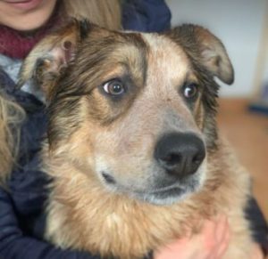 Marty a brown and white Romanian rescue dog | 1 Dog at a Time Rescue UK