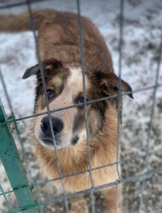 Marty a brown and white Romanian rescue dog | 1 Dog at a Time Rescue UK