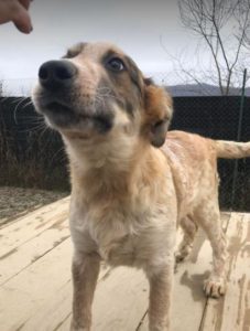 Marty a brown and white Romanian rescue dog | 1 Dog at a Time Rescue UK