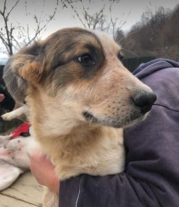 Marty a brown and white Romanian rescue dog | 1 Dog at a Time Rescue UK