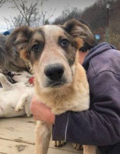 Marty a brown and white Romanian rescue dog | 1 Dog at a Time Rescue UK