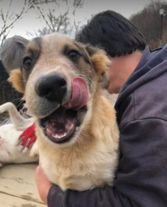 Marty a brown and white Romanian rescue dog | 1 Dog at a Time Rescue UK