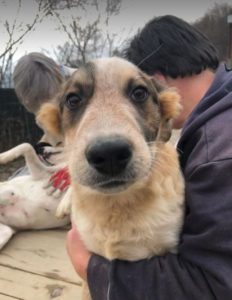 Marty a brown and white Romanian rescue dog | 1 Dog at a Time Rescue UK